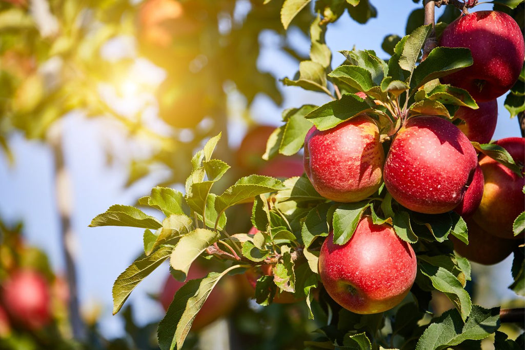 Innovazioni skincare: il futuro della bellezza è nelle cellule staminali