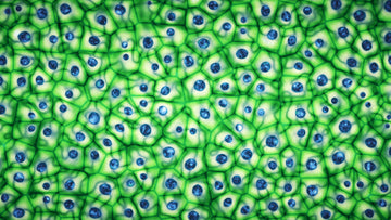 Cellule Staminali Vegetali e Peptidi: I Nuovi Alleati della Tua Pelle