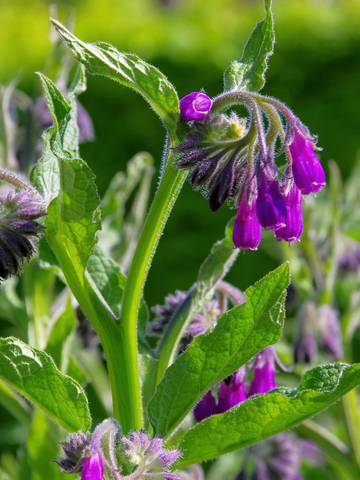 Staminali da Consolida Maggiore