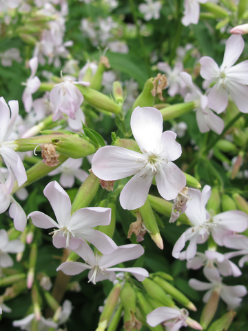 Staminali da Saponaria