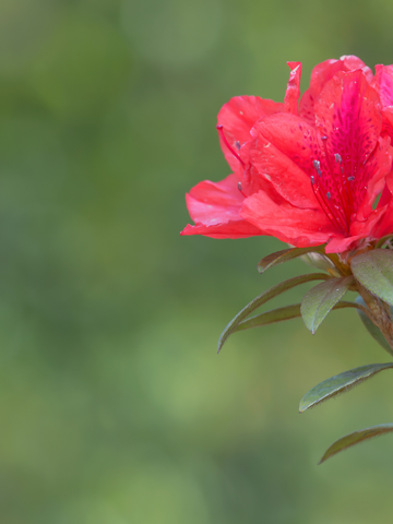 Staminali da Rododendro