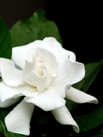 Staminali da Gardenia