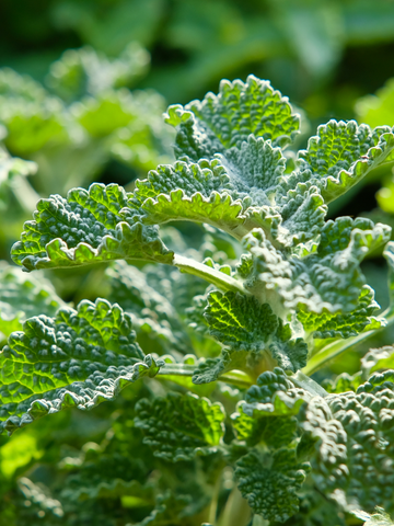 Staminali da Marrubio