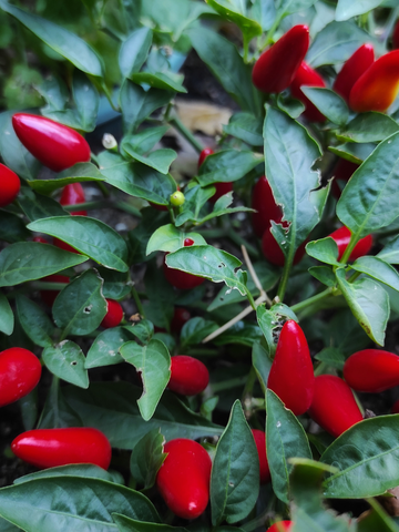 Staminali da Capsico