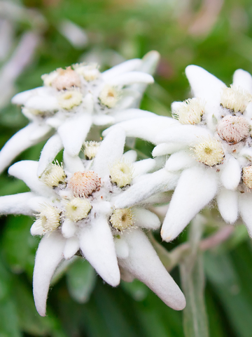 Staminali da Stella Alpina