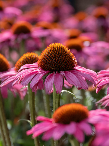 Staminali da Echinacea
