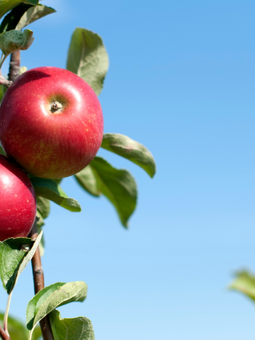 Staminali da Mela (Buddleja Davidii)