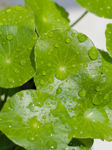 Centella Asiatica