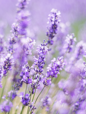 Lavanda