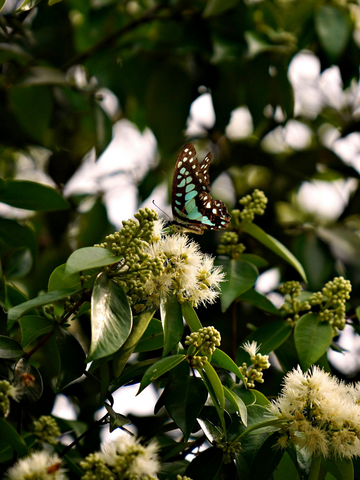 Staminali dall’Albero delle Farfalle