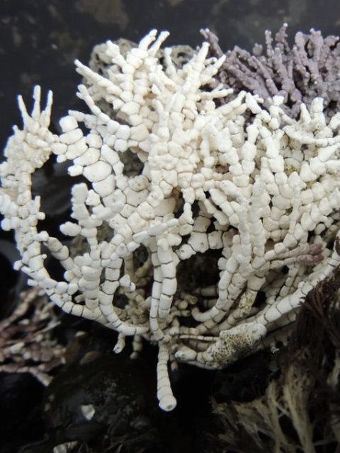 Alga Corallina