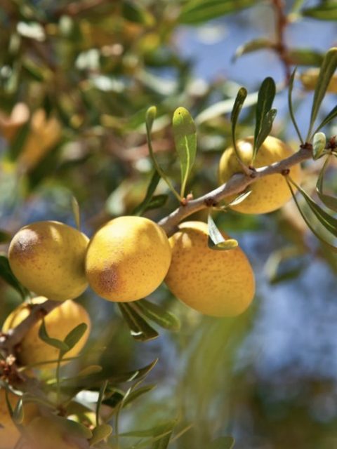 Argan