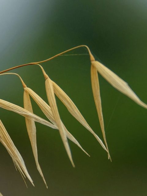 Avena