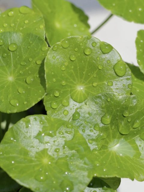 Centella Asiatica