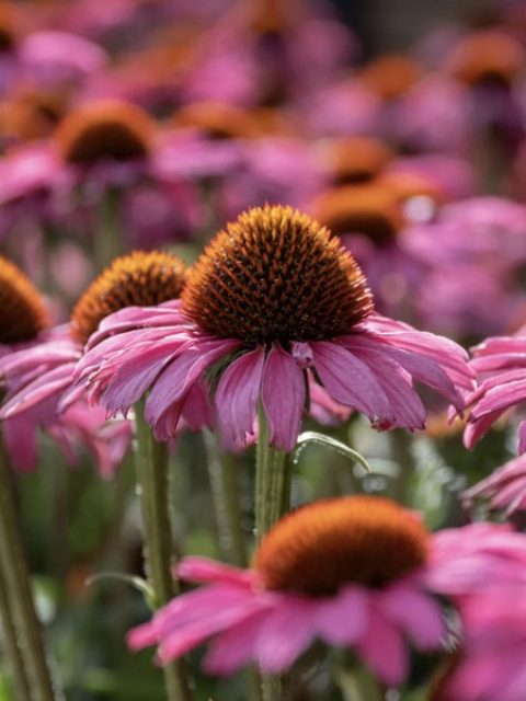 Echinacea