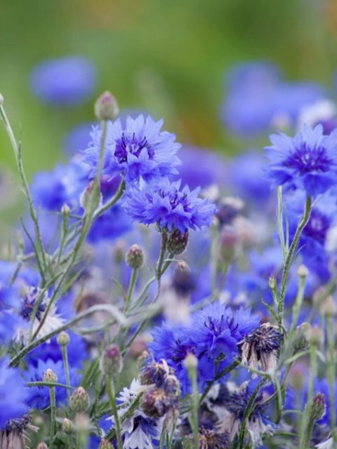 Fiordaliso