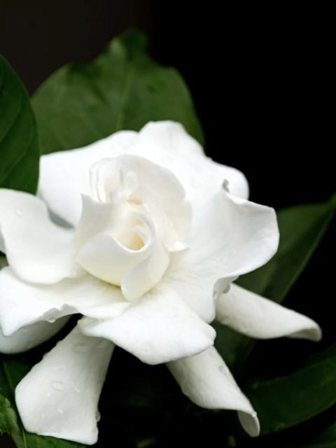 Gardenia
