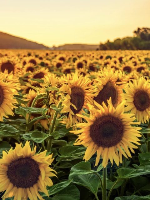 Girasole