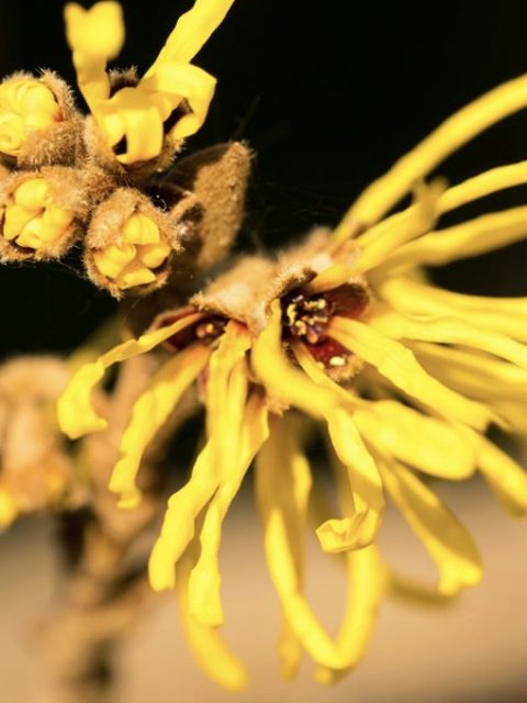 Hamamelis