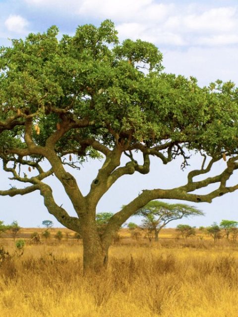 Kigelia Africana