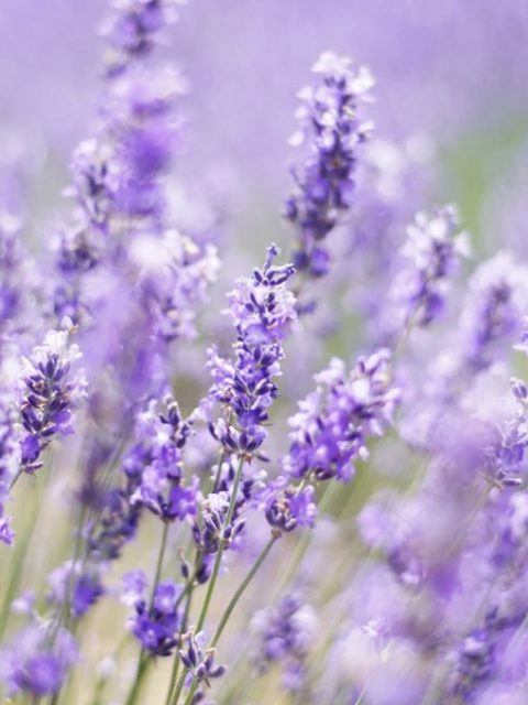 Lavanda