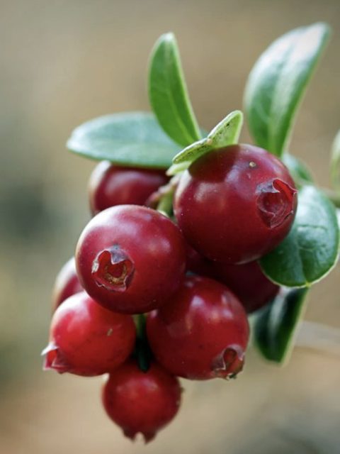 Mirtillo Rosso