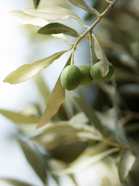 Olivo