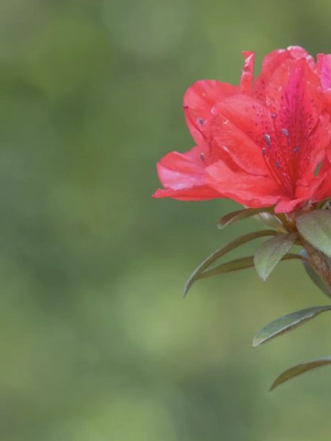 Rododendro