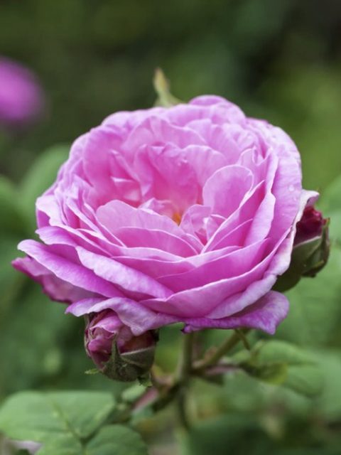Rosa Centifolia