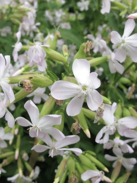 Saponaria