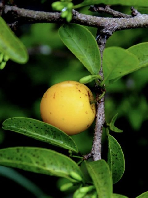 Ximenia americana